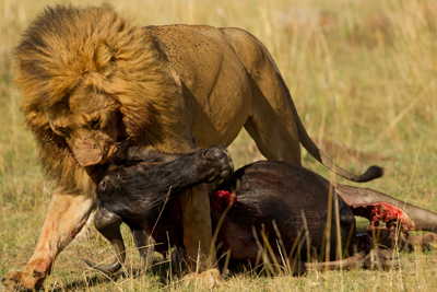 lion